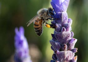 Close-up of a honeybee collecting pollen from a blooming lavender flower in a sunny garden.